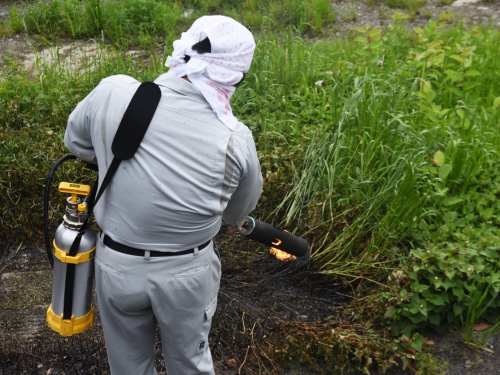 Weed Control in Providence