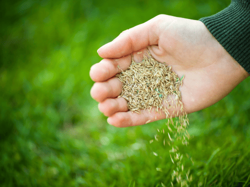 Overseeding/Seeding in Providence