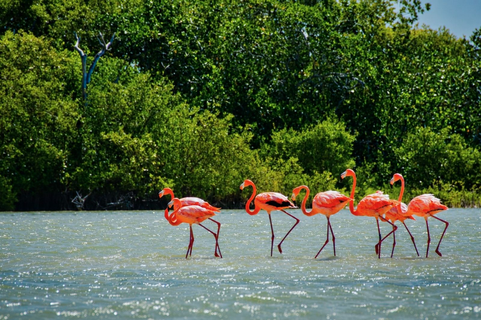Flamenco en la reserva