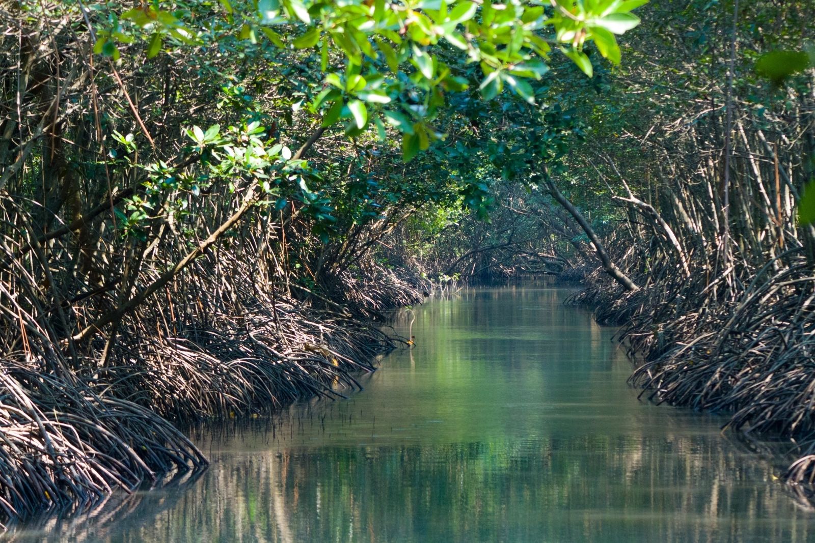 Manglar yucateco al atardecer
