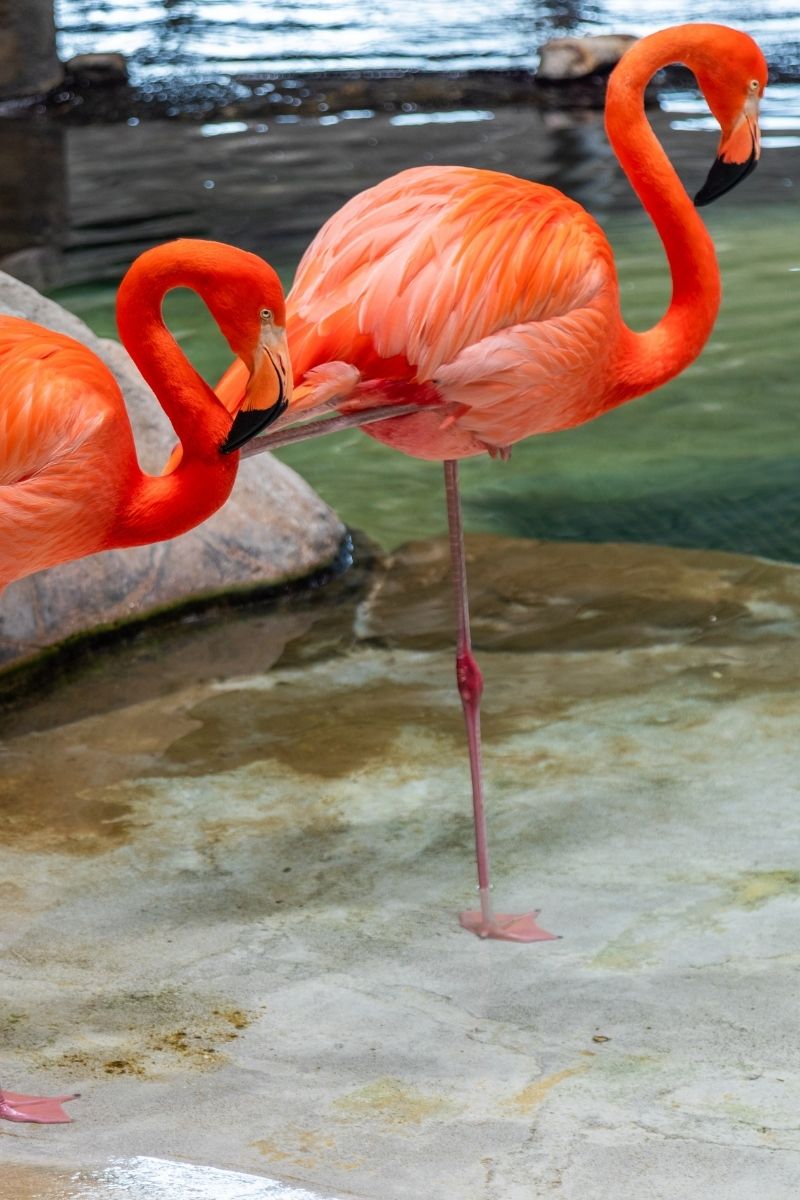 Flamencos