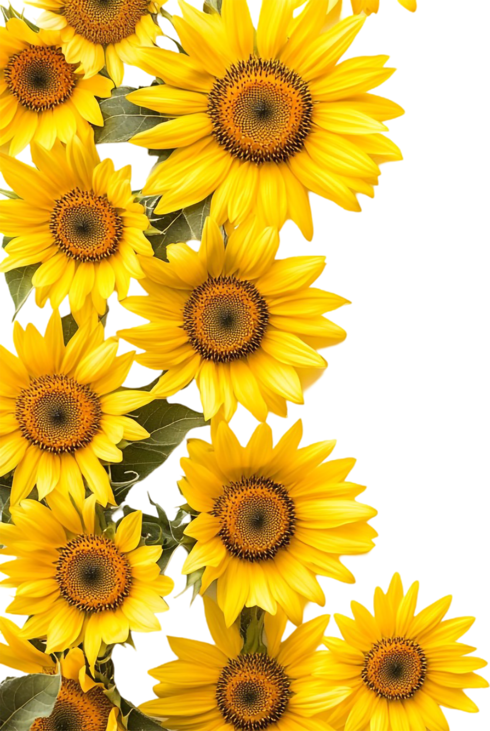 Flower shape