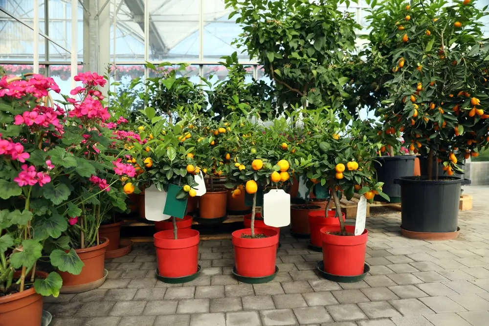  Plant Delivery