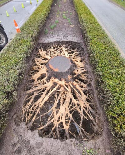 {{ custom_values.service_1 }} in {{custom_values.area_3})