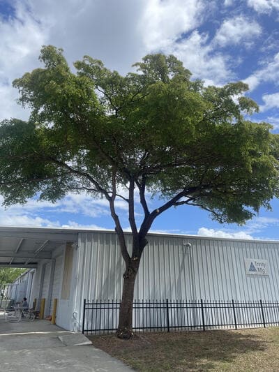 {{ custom_values.service_4 }} in {{custom_values.area_2})