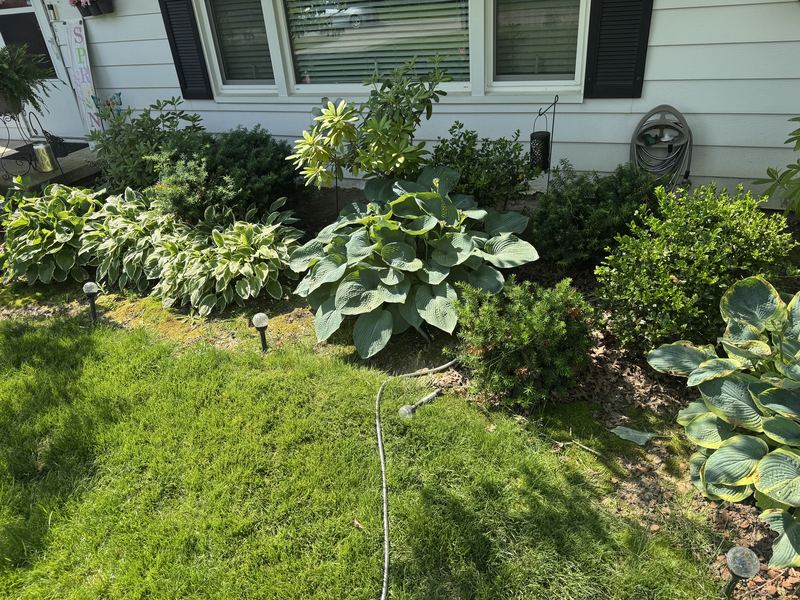 Lawn edge before landscape edge installation