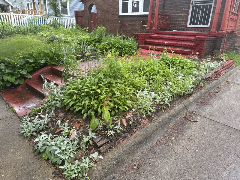 Overgrown front beds
