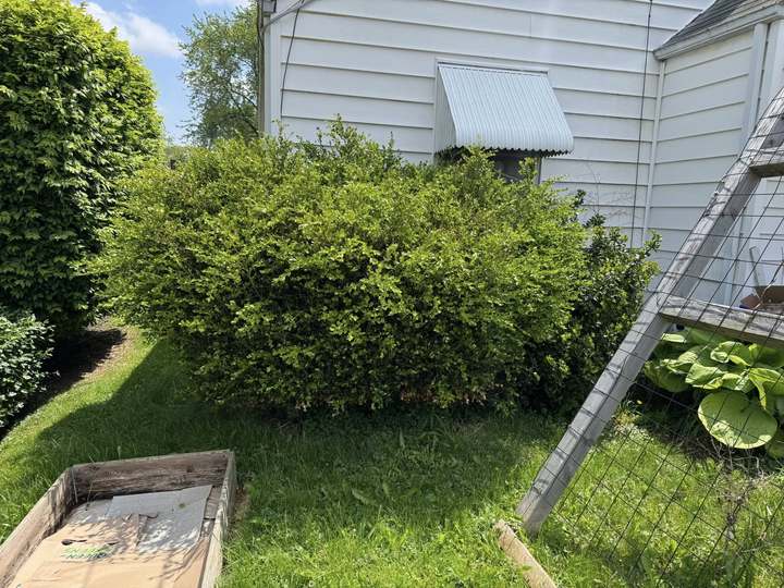 Overgrown boxwood hedge