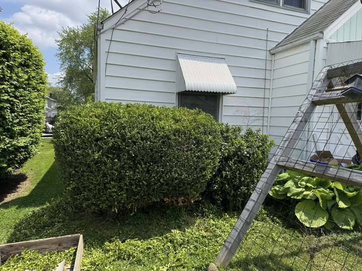 Hedge shaped and trimmed