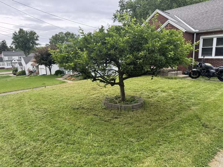 Front lawn freshly mowed