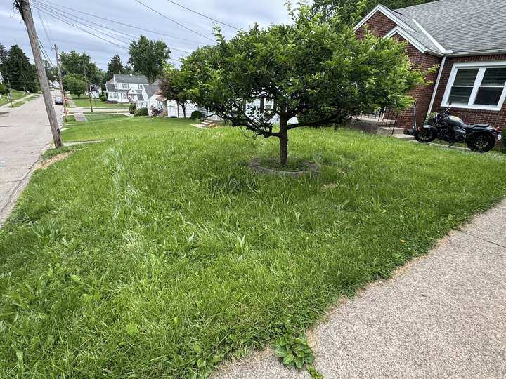 Overgrown front lawn