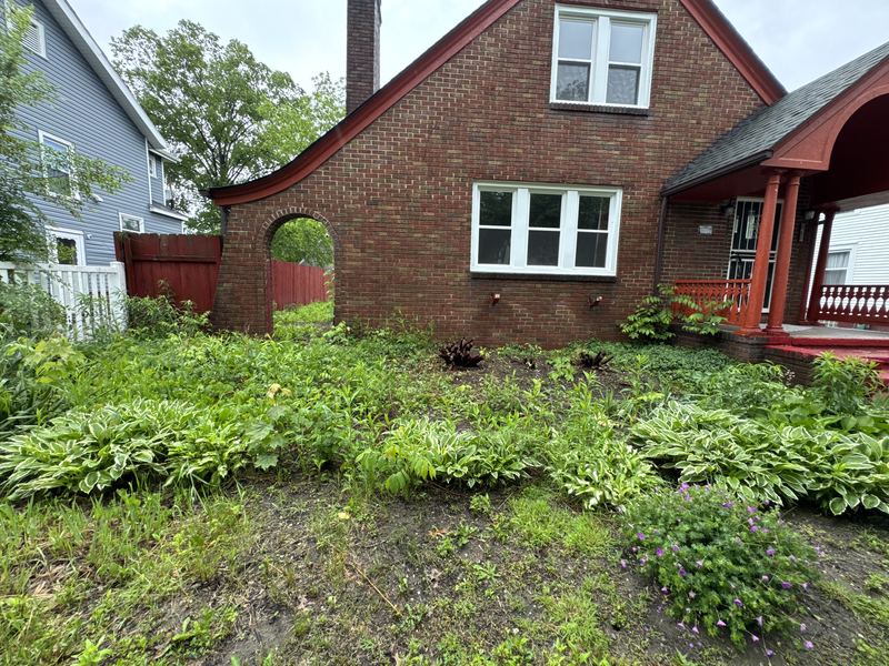 Second view overgrown beds