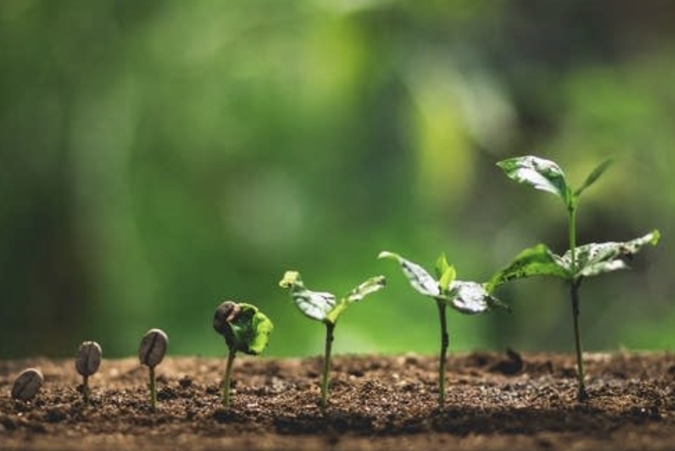 plant seedling in phases of growth plant seedling in phases of growth