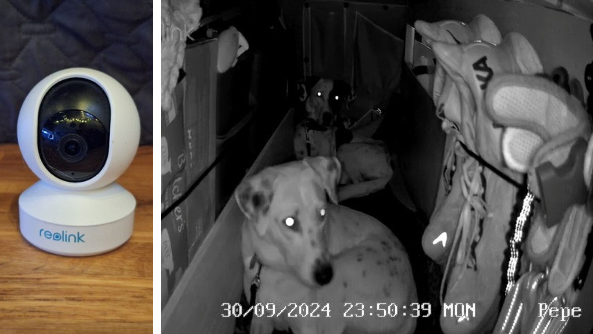 360-Grad-Kamera zur Überwachung von Mia und Maya im Camper beim Vanlife mit Hund