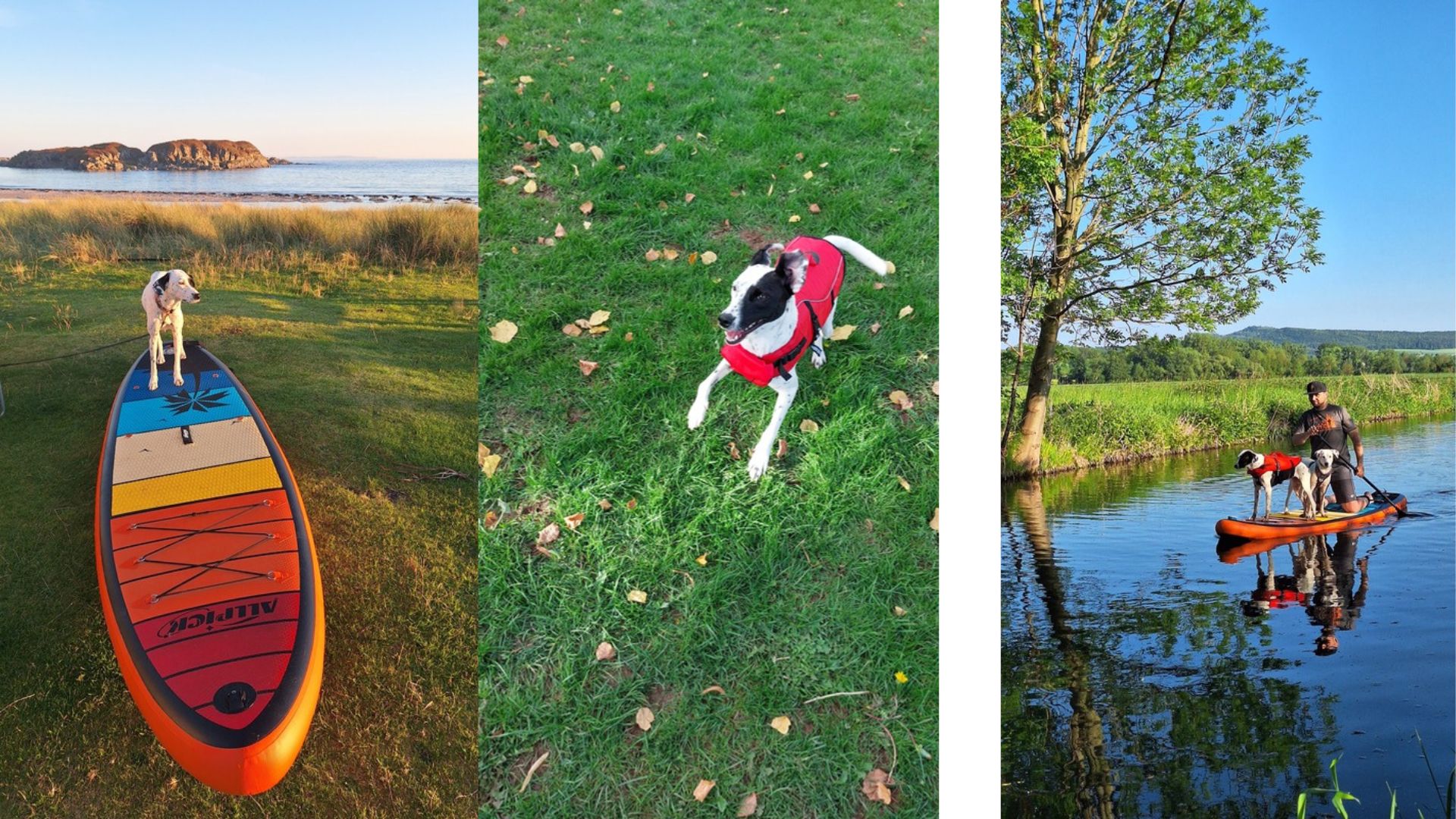 **SUP mit zwei Hunden – Mia und Maya mit Schwimmwesten beim Stand-up-Paddling auf dem See**