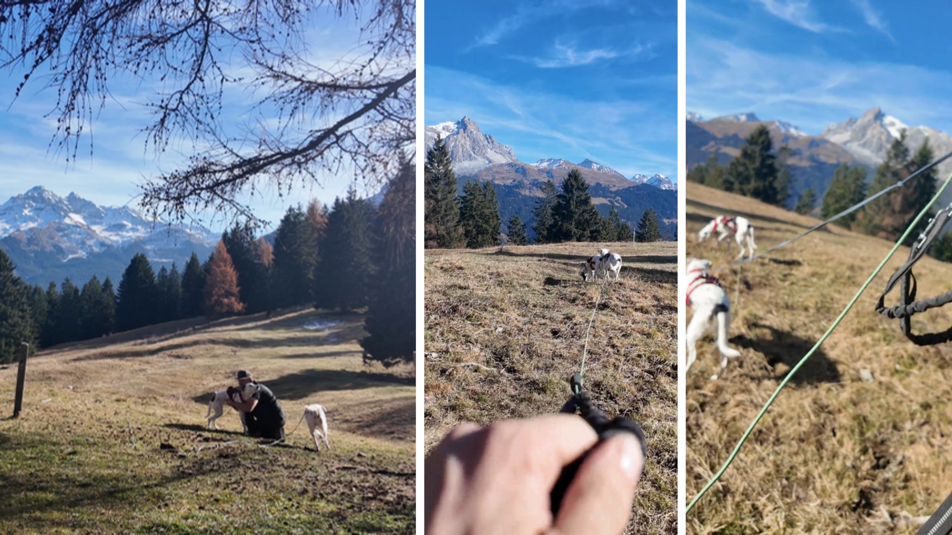 Wandern mit zwei Hunden an der Schleppleine – Mia und Maya sicher unterwegs in den Bergen