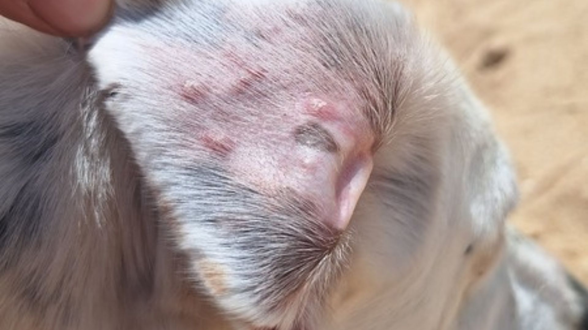 Erste Hautveränderungen an Mayas Ohr in Portugal – frühe Anzeichen einer Leishmaniose beim Hund.
