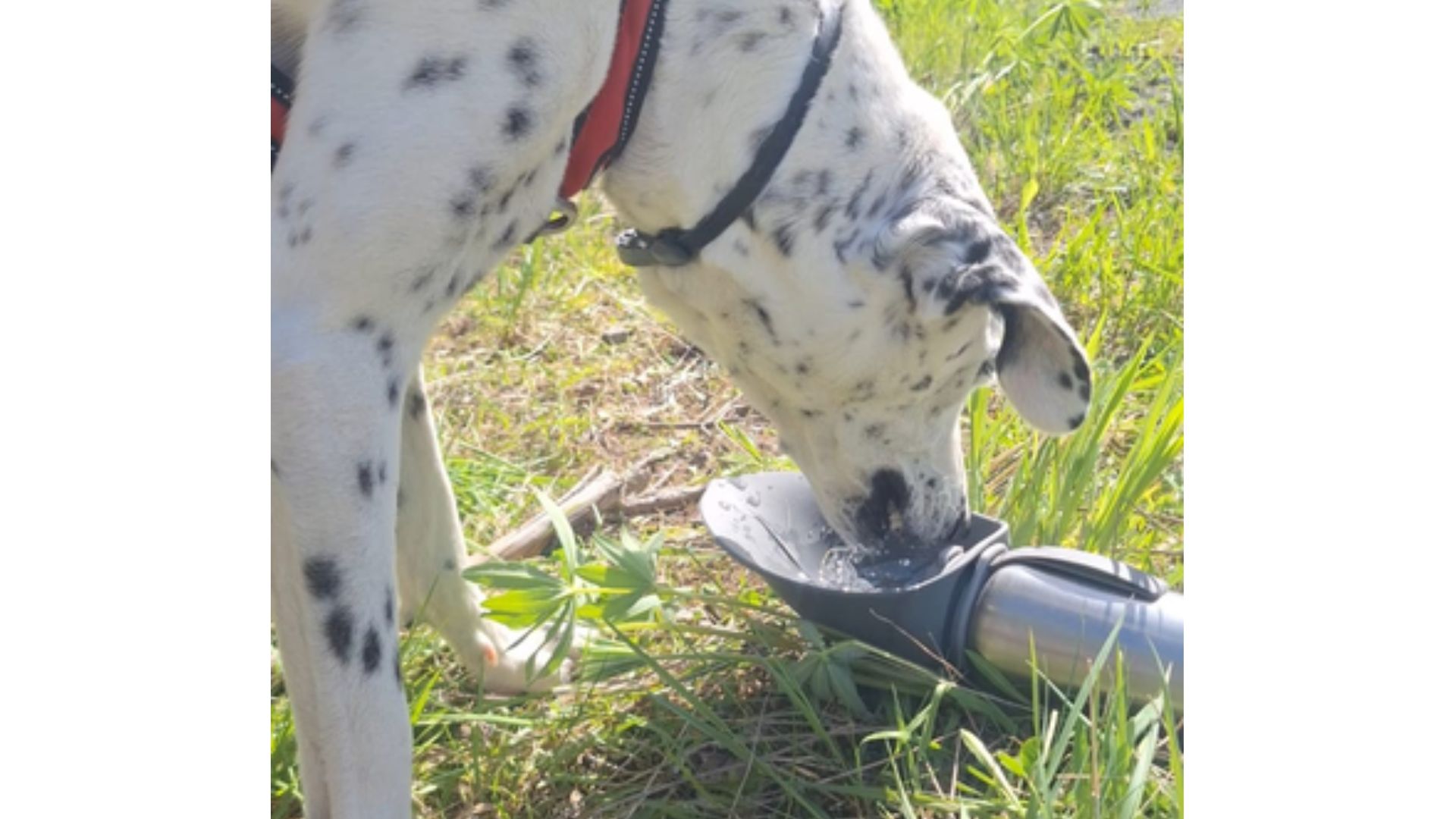 Hund trinkt unterwegs aus einer Edelstahl-Trinkflasche mit integriertem Napf beim Wandern