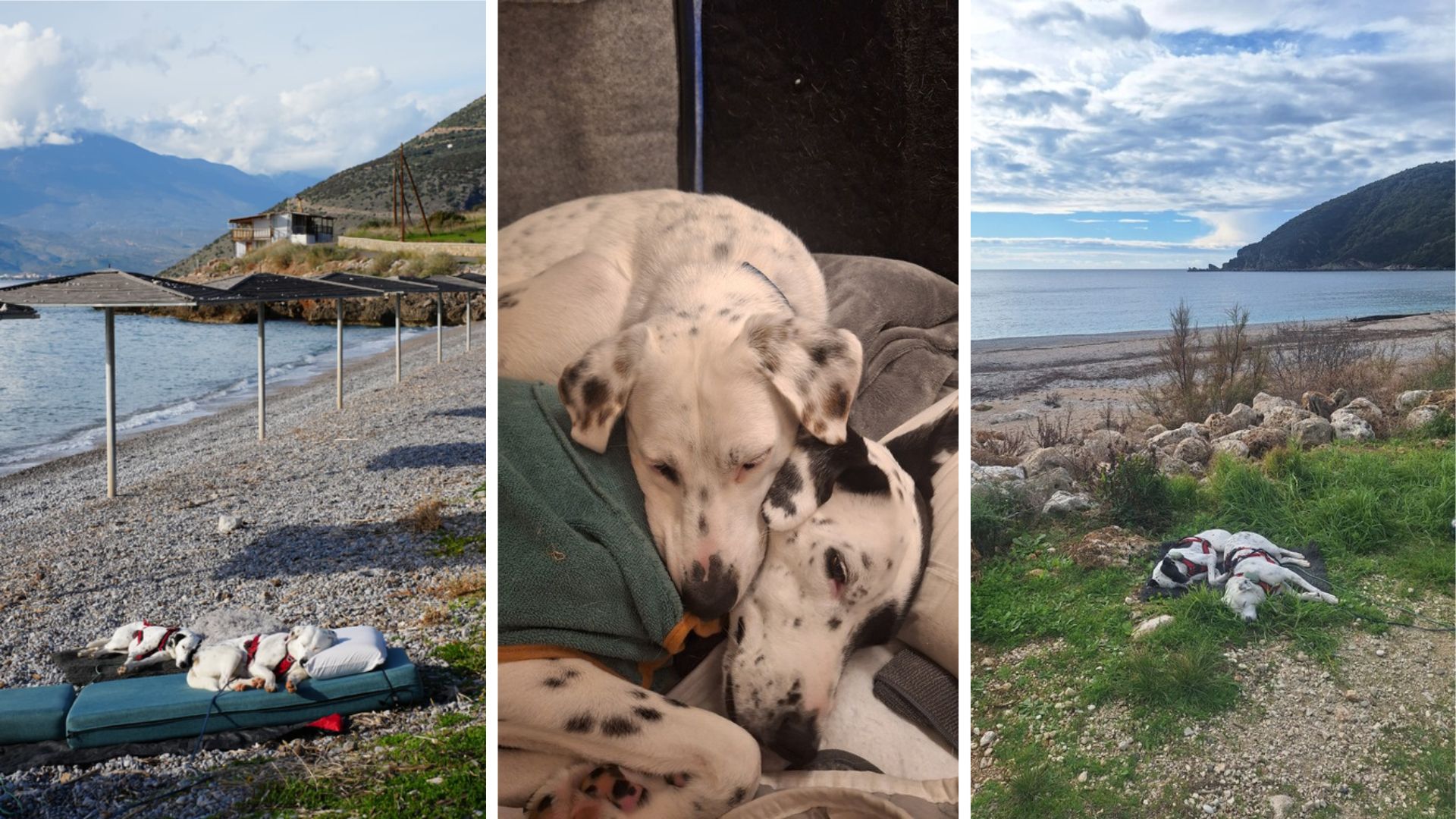 Vanlife mit zwei Hunden – Mia und Maya entspannen und schlafen bei gemeinsamen Reisen am Meer