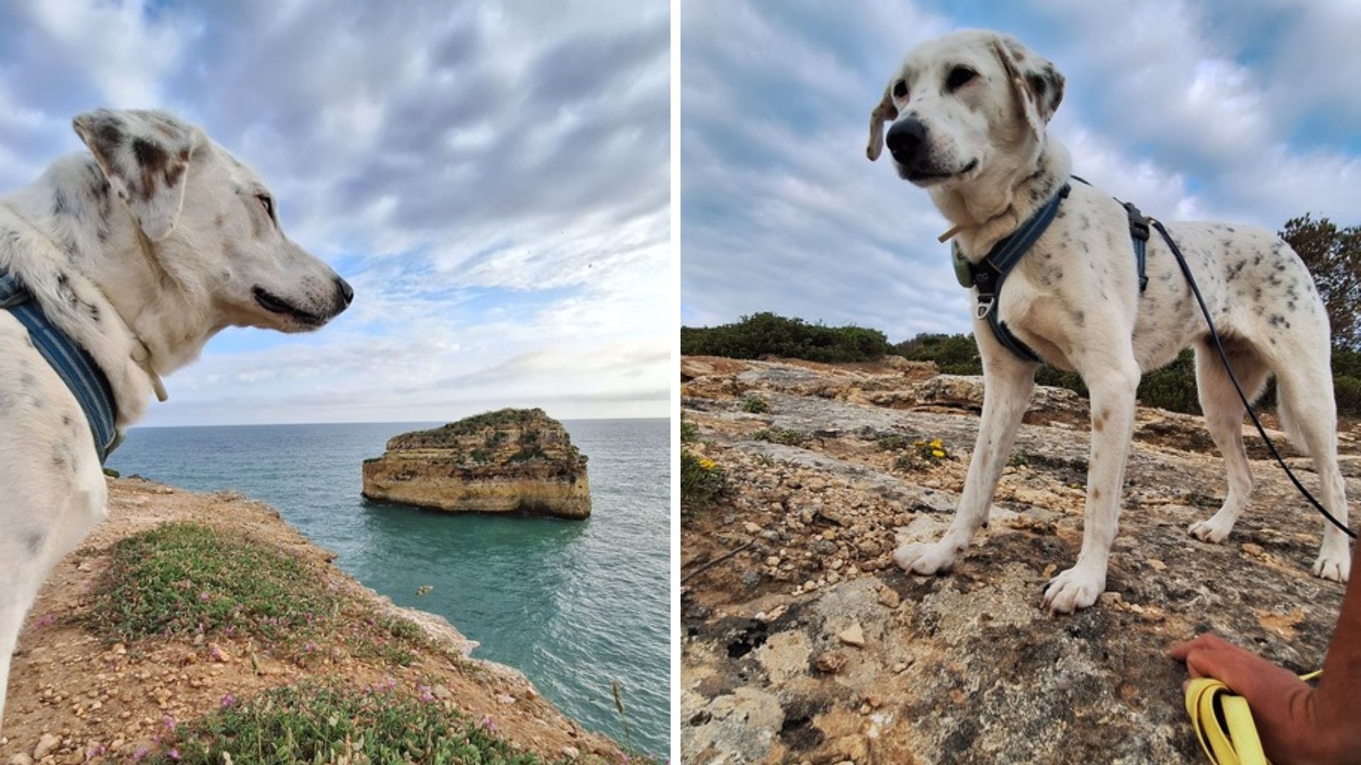 Maya an der Algarve-Küste in Portugal während ihrer Leishmaniose-Behandlung – gemeinsame Momente trotz Diagnose.