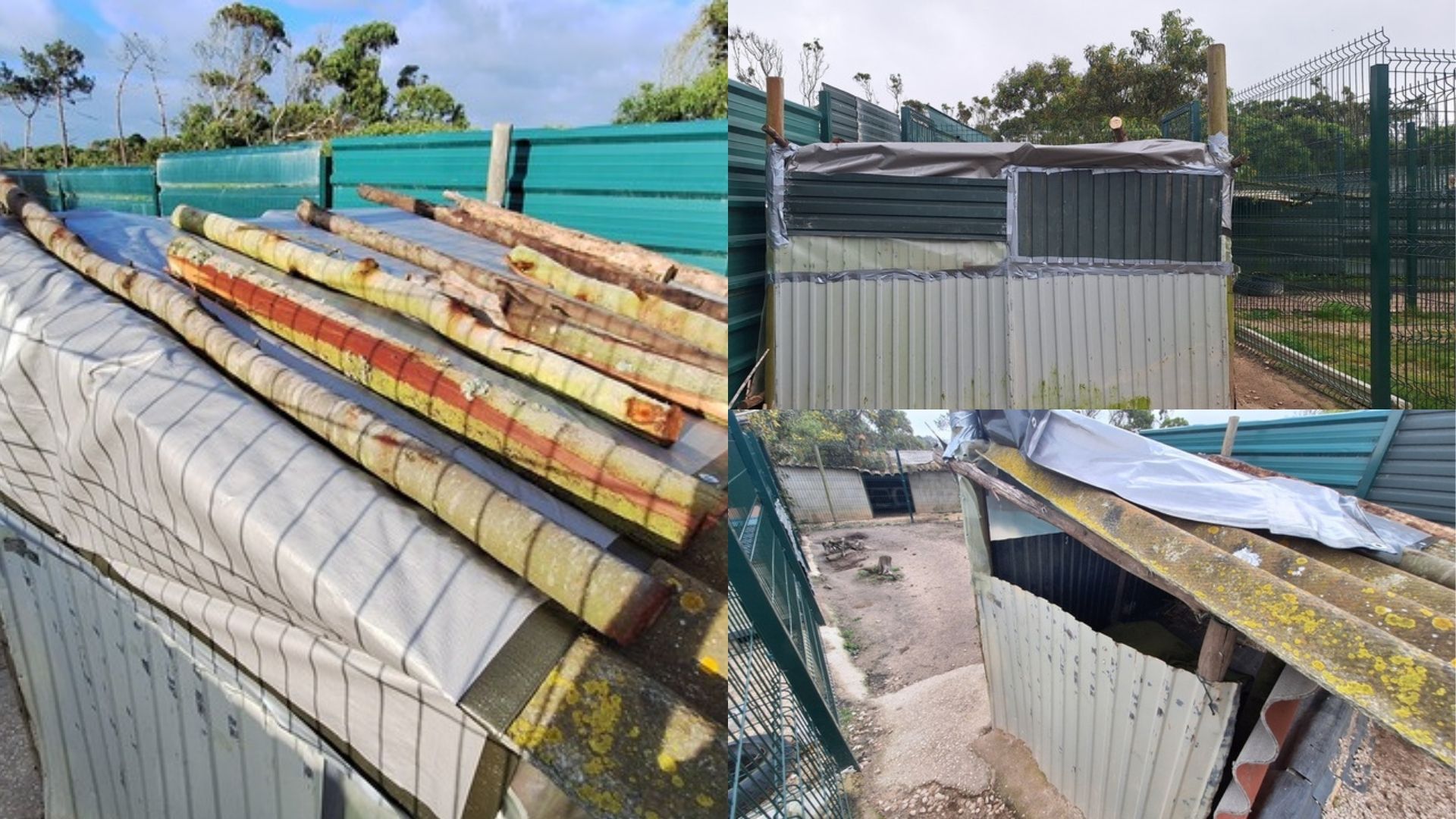 Reparatur einer Hundehütte bei Mayday Algarve in Portugal. Freiwilligenarbeit im Tierheim zur Verbesserung von Unterständen und Schutz für gerettete Hunde.