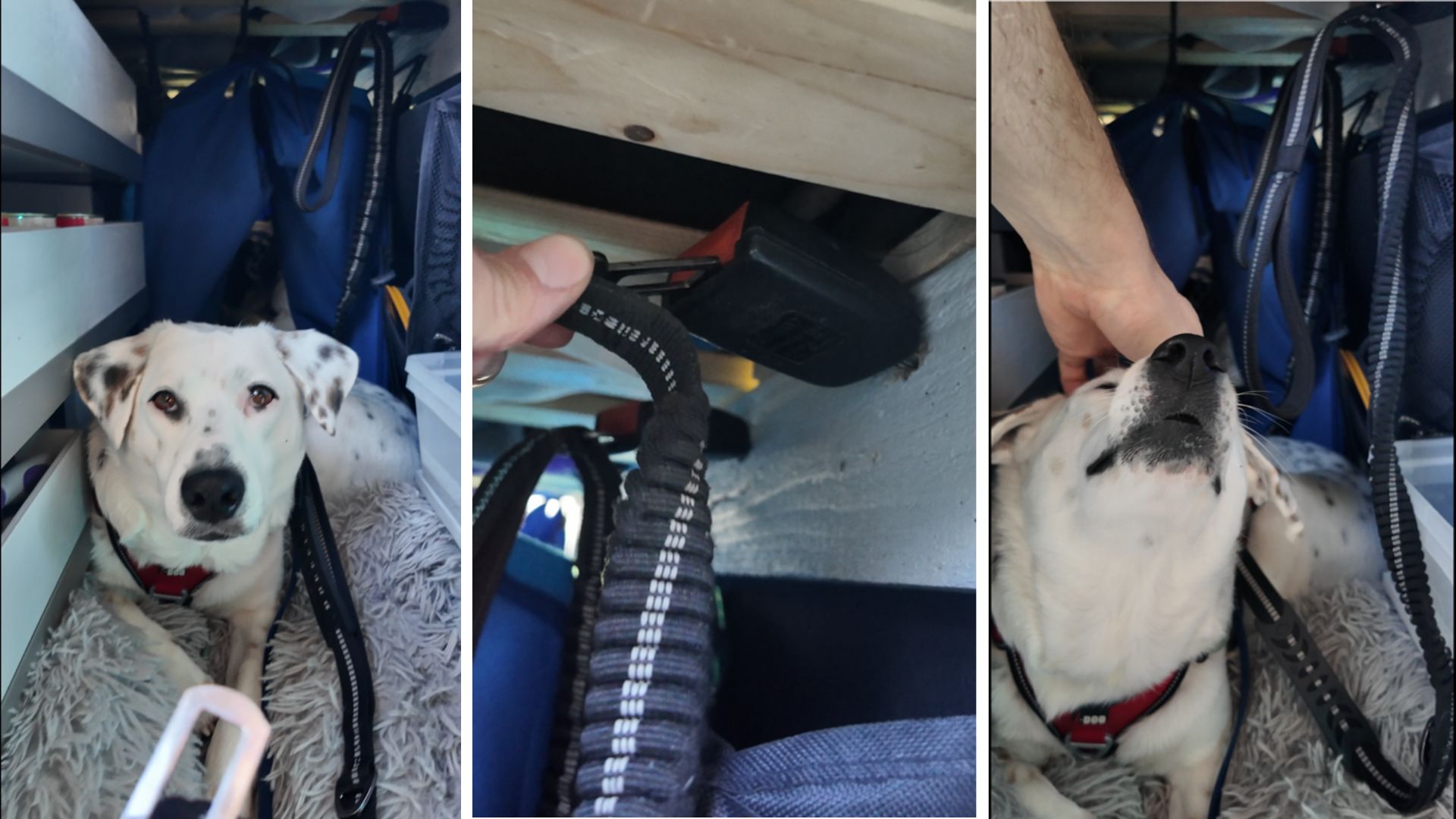 Hund im Camper mit Sicherheitsleine und Anschnallclip während der Fahrt im VW T5 gesichert