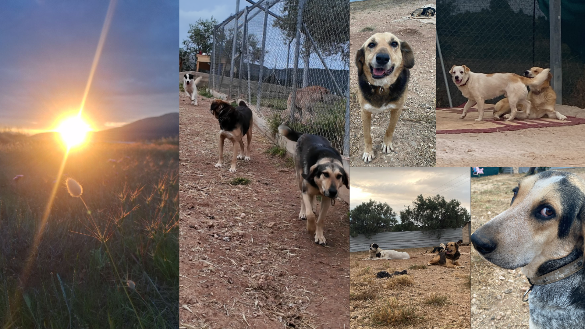 Gerettete Hunde in einem Tierheim an der Algarve, Portugal. Collage aus Tierschutzarbeit, Straßenhunden, Freilaufgehegen und emotionalen Hundeporträts bei Sonnenaufgang. Europäischer Tierschutz, Hundehilfe und Vanlife mit Hunden.