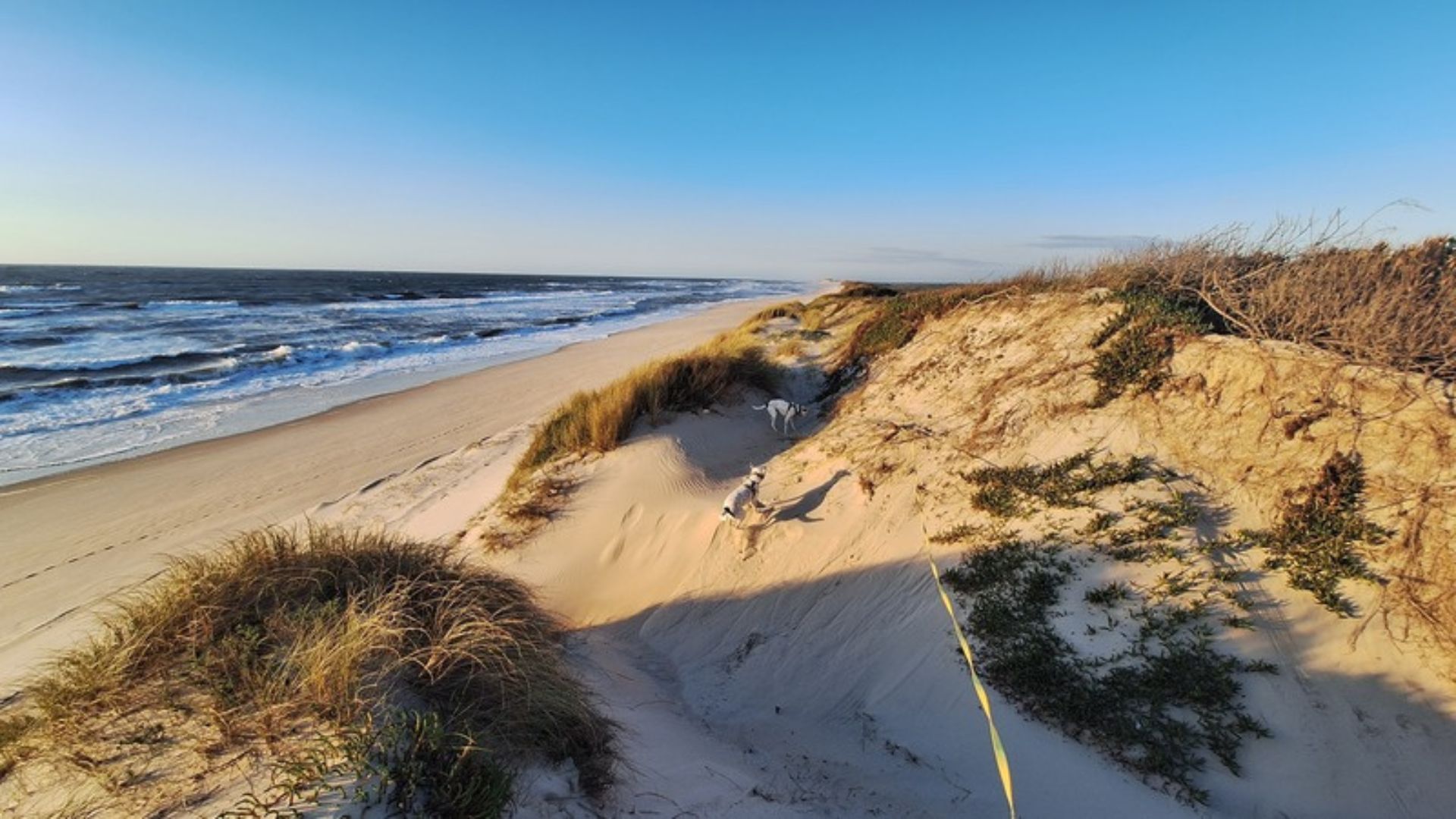 Mia und Maya spielen und entspannen am Strand in Portugal – kurz bevor bei Maya die ersten Anzeichen der Leishmaniose auffielen.