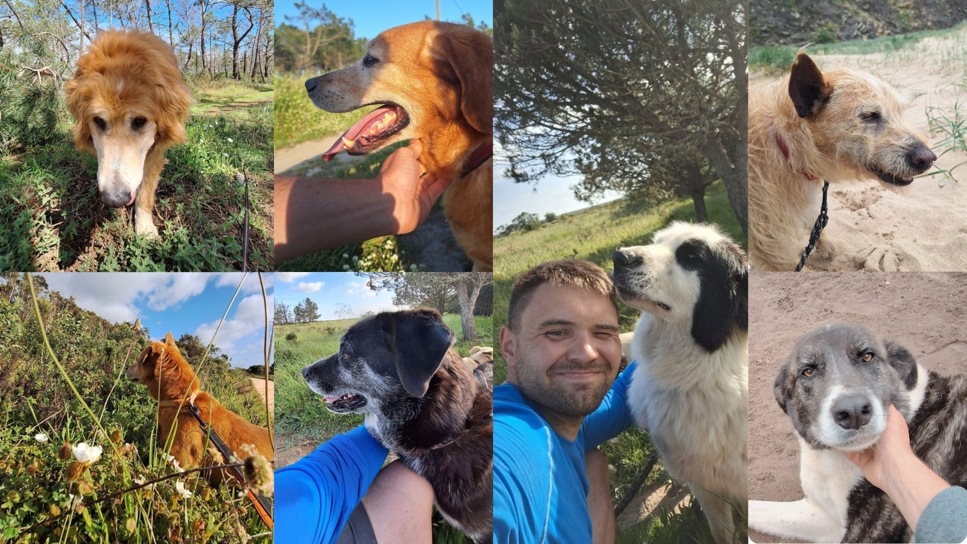 Gerettete Hunde im Tierheim Mayday Algarve in Portugal. Persönliche Begegnungen mit Shelter-Hunden während der Freiwilligenarbeit im Tierschutz an der Algarve.