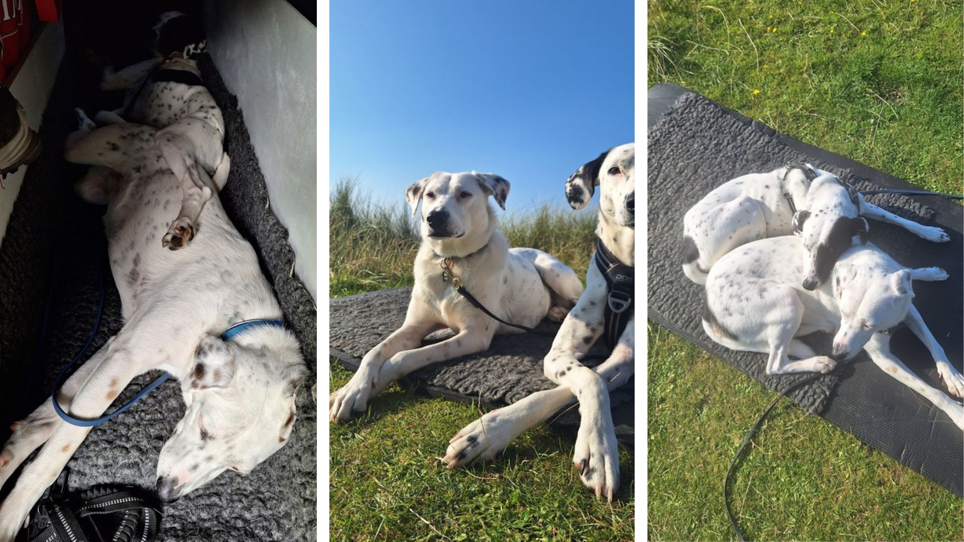 Mia und Maya schlafen entspannt auf ihren Schlafplätzen im selbst ausgebauten VW T5 Camper Pepe