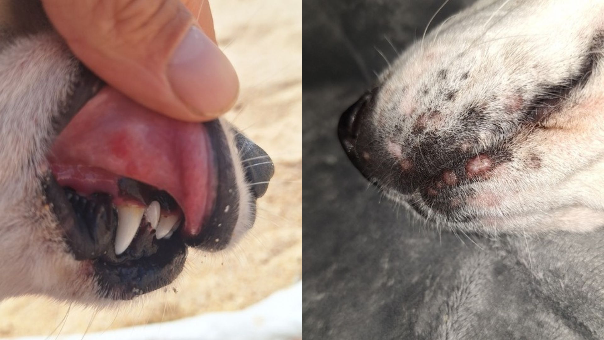 Entzündungen an Maulschleimhaut und Lefze bei Maya – weitere frühe Anzeichen einer Leishmaniose beim Hund.