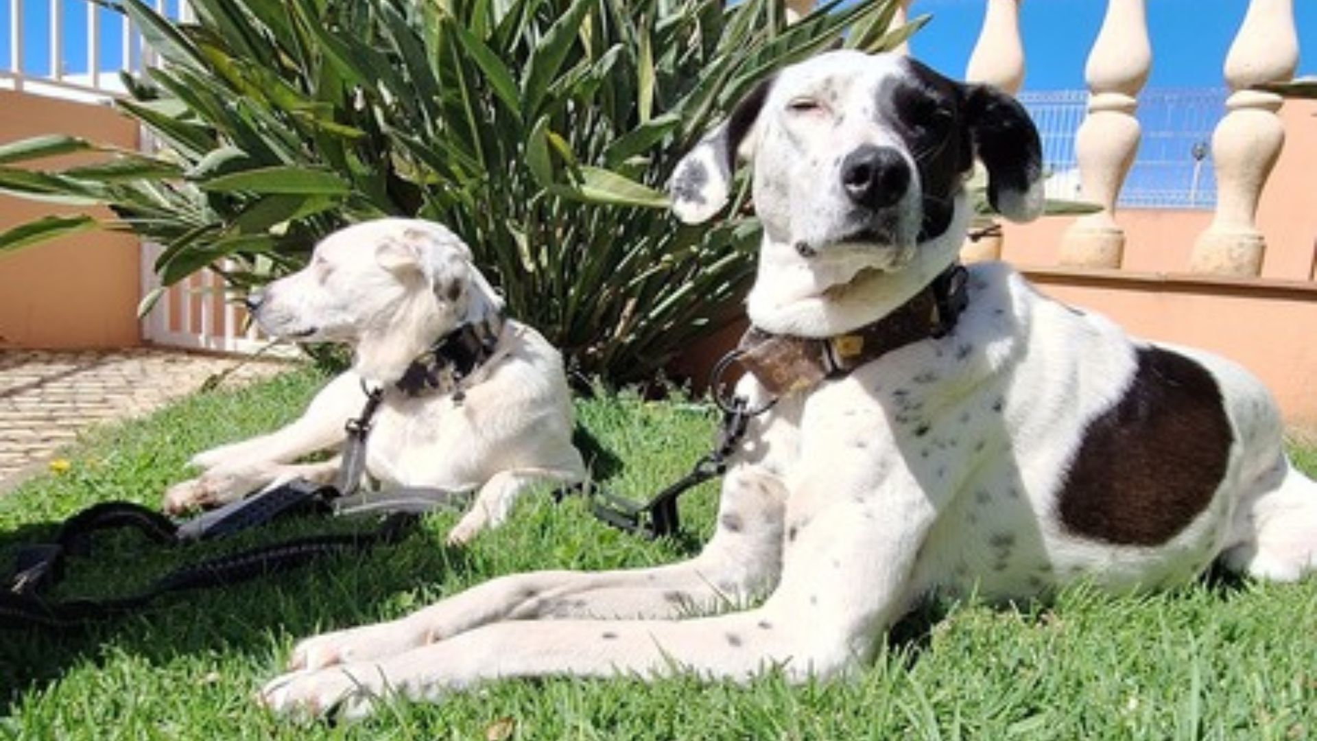 Maya und Mia warten nach dem Leishmaniose-Schnelltest vor einer Tierarztpraxis in Portugal auf das Untersuchungsergebnis.