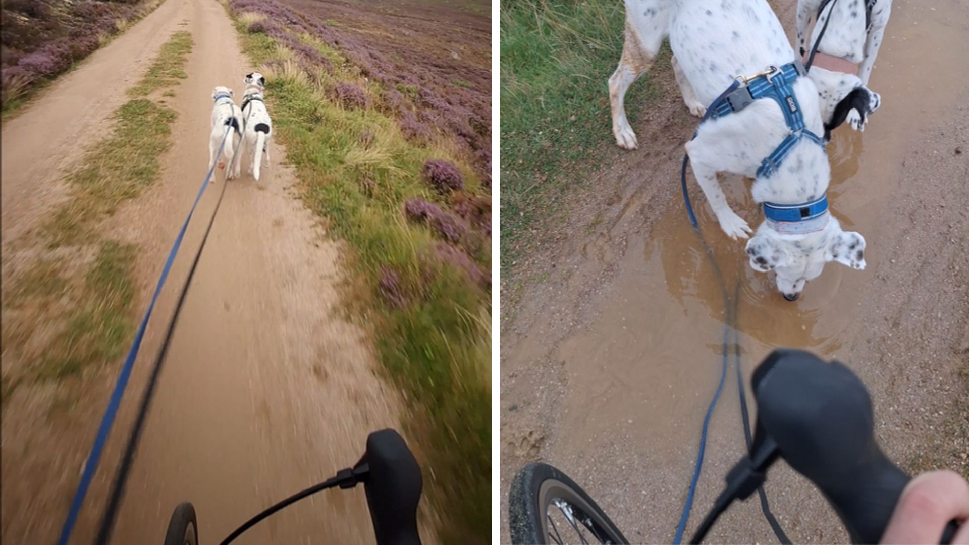 Dogscooter mit zwei Hunden – Mia und Maya laufen im Zuggeschirr gemeinsam auf einem Naturweg