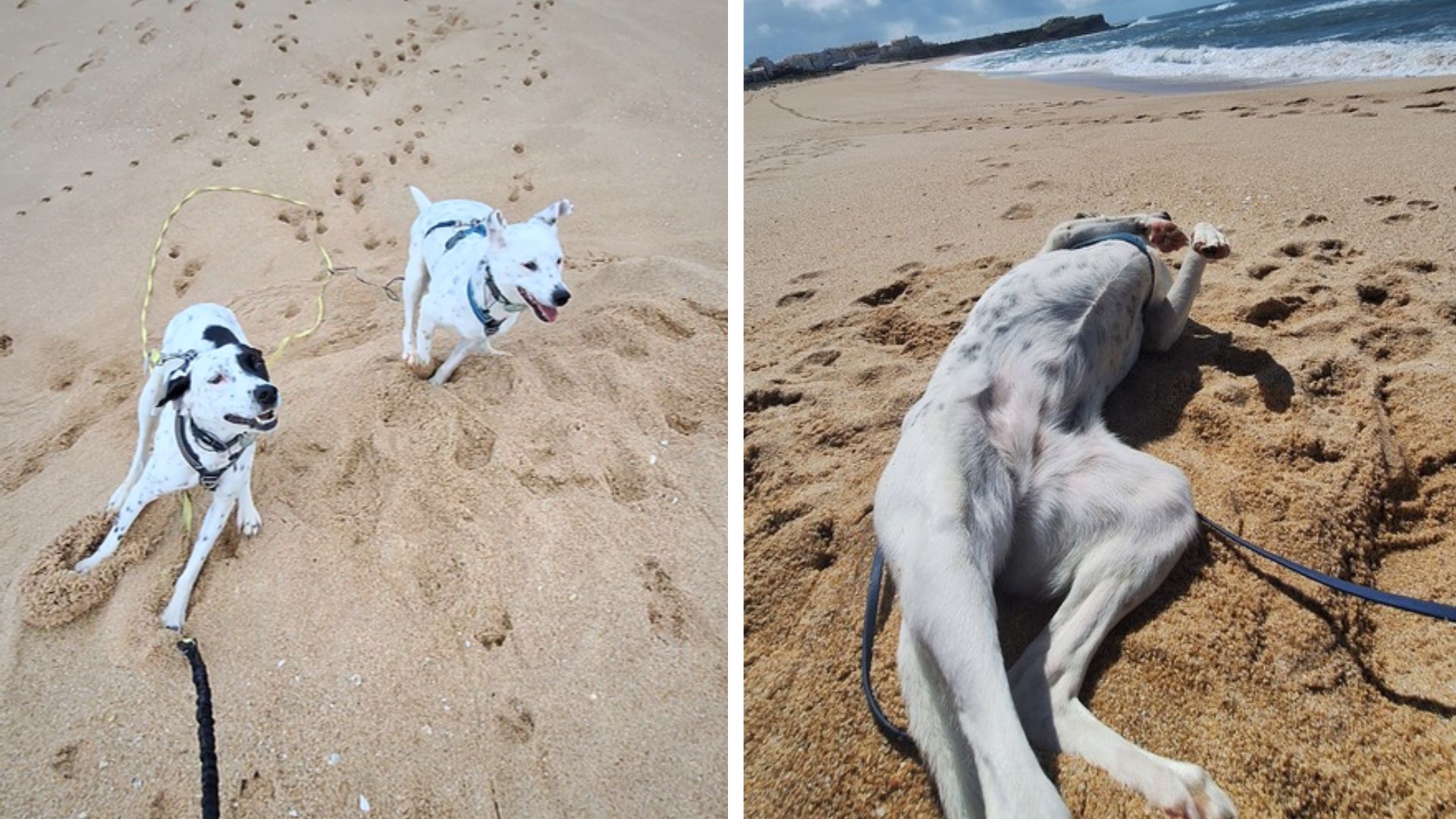Mia und Maya spielen und entspannen am Strand in Portugal – kurz bevor bei Maya die ersten Anzeichen der Leishmaniose auffielen.