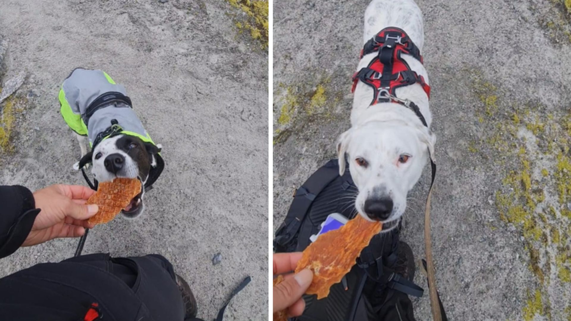 Mia und Maya bekommen Hundesnacks als Belohnung beim Wandern mit Hund