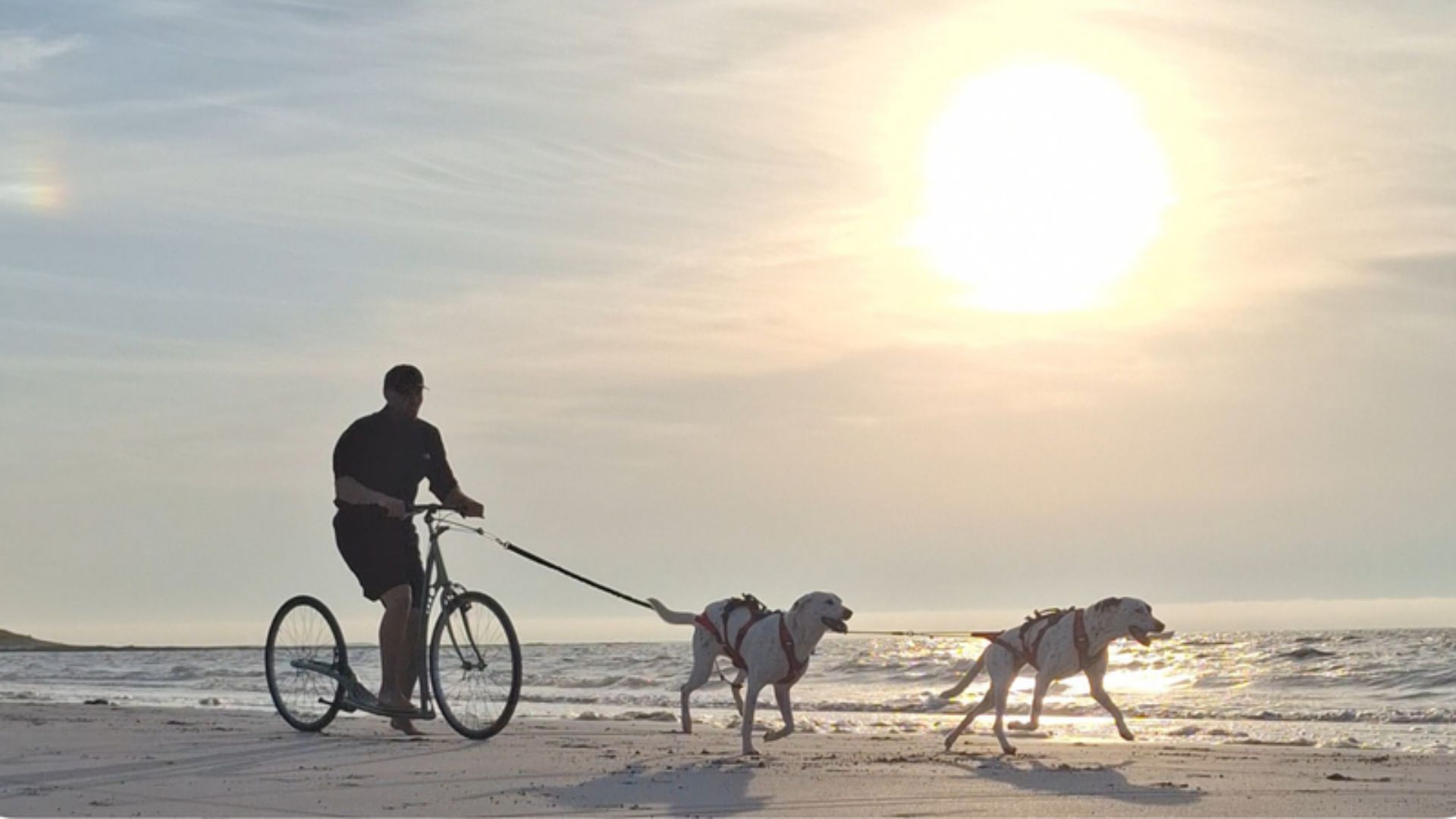 Dogscooter mit zwei Hunden am Strand – gemeinsamer Hundesport bei Sonnenuntergang am Meer