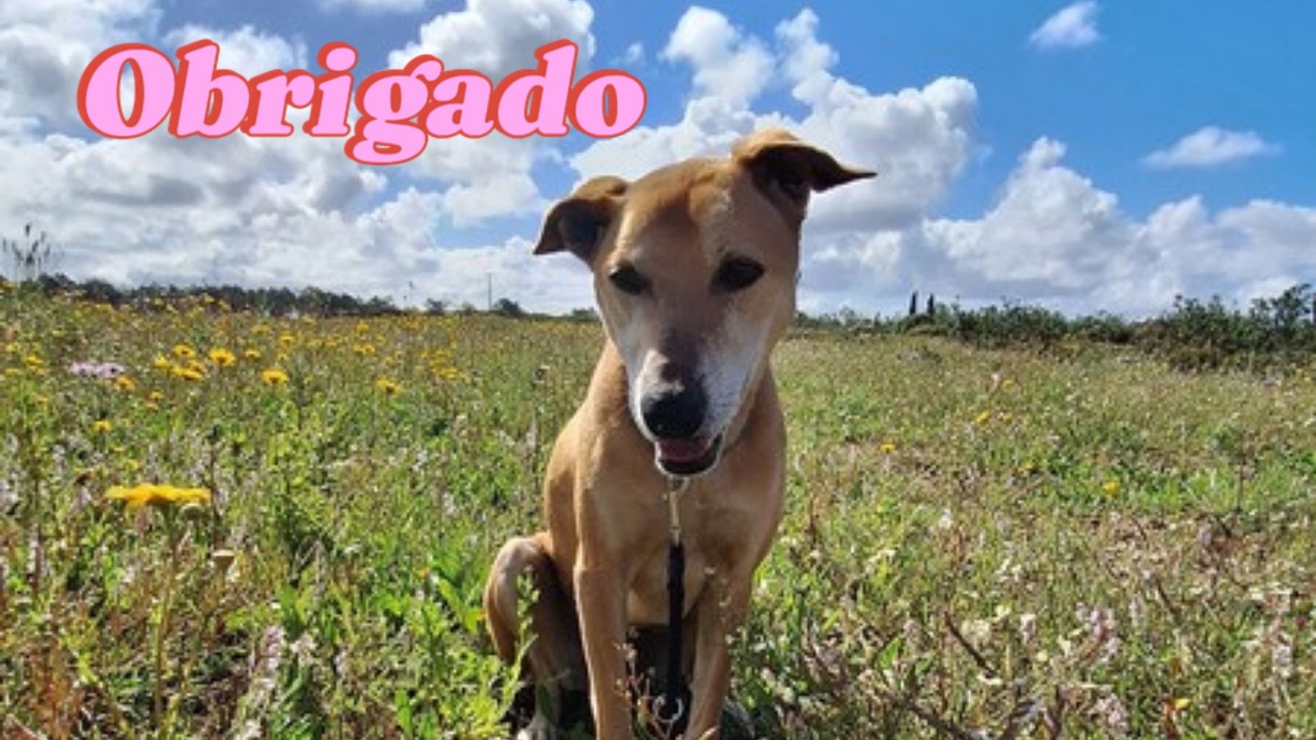 Tierheimhund auf einer Blumenwiese an der Algarve in Portugal. Gerettete Hündin aus dem Tierschutz genießt Freiheit, Natur und ein neues Leben.