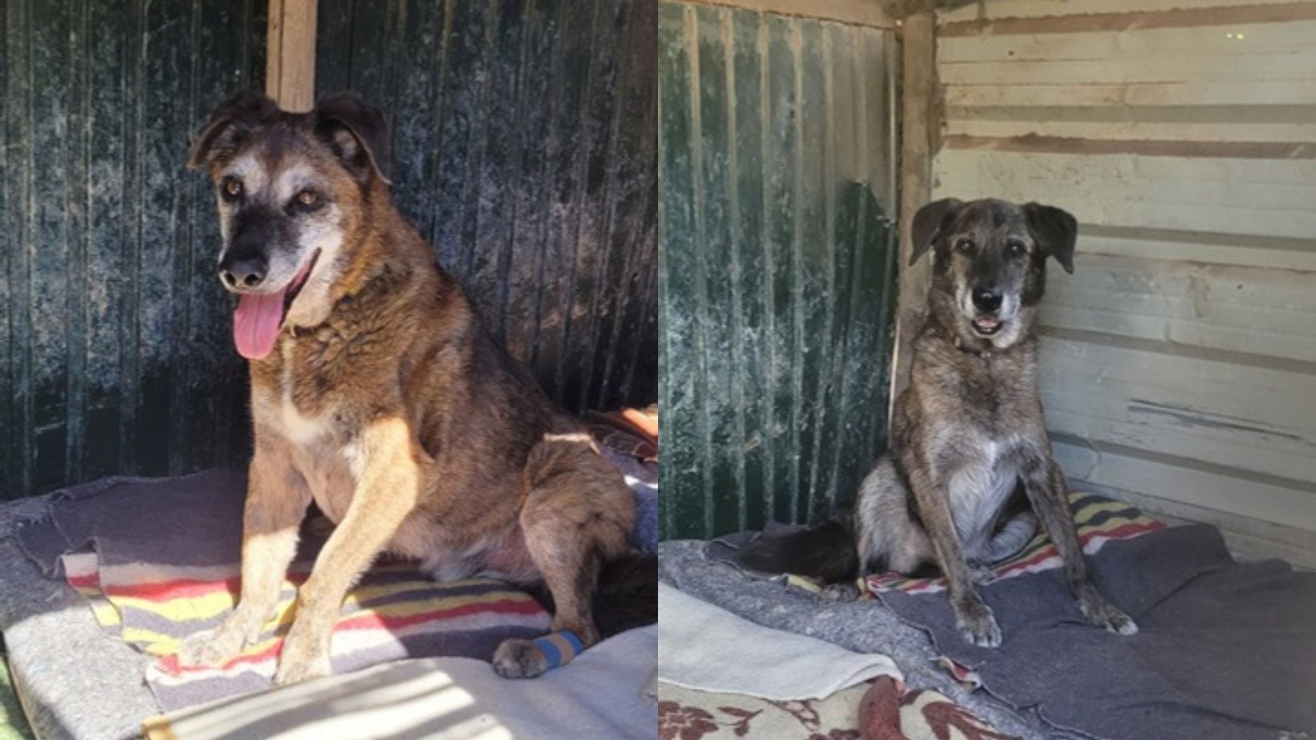 Reparatur einer Hundehütte bei Mayday Algarve in Portugal. Freiwilligenarbeit im Tierheim zur Verbesserung von Unterständen und Schutz für gerettete Hunde.