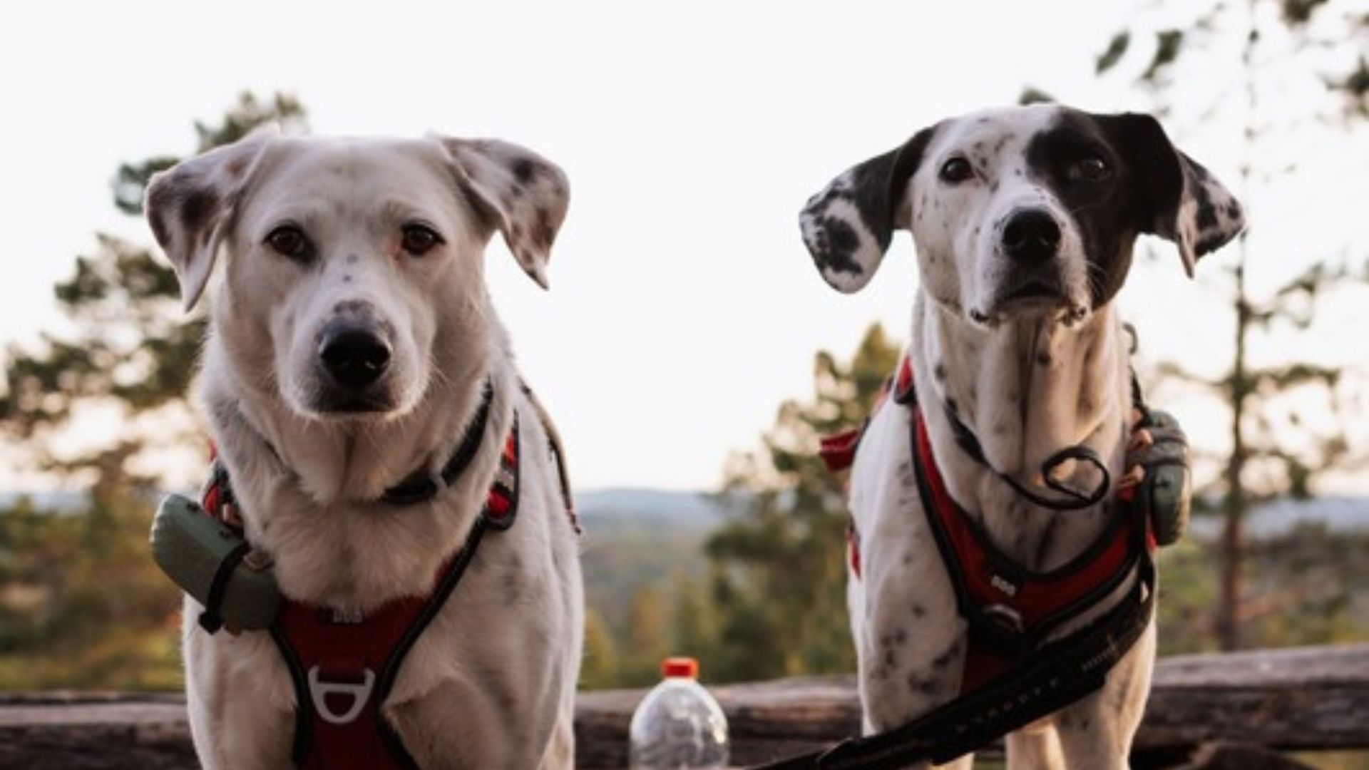 Mia und Maya mit Tractive GPS-Trackern am Hundegeschirr beim Wandern und Reisen