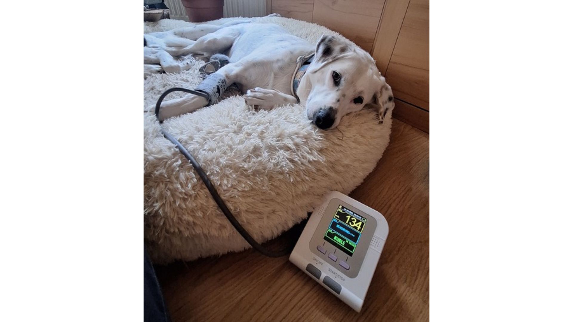 Blutdruckmessung beim Hund zu Hause – Gesundheitskontrolle bei Maya mit einem Blutdruckmessgerät für Hunde