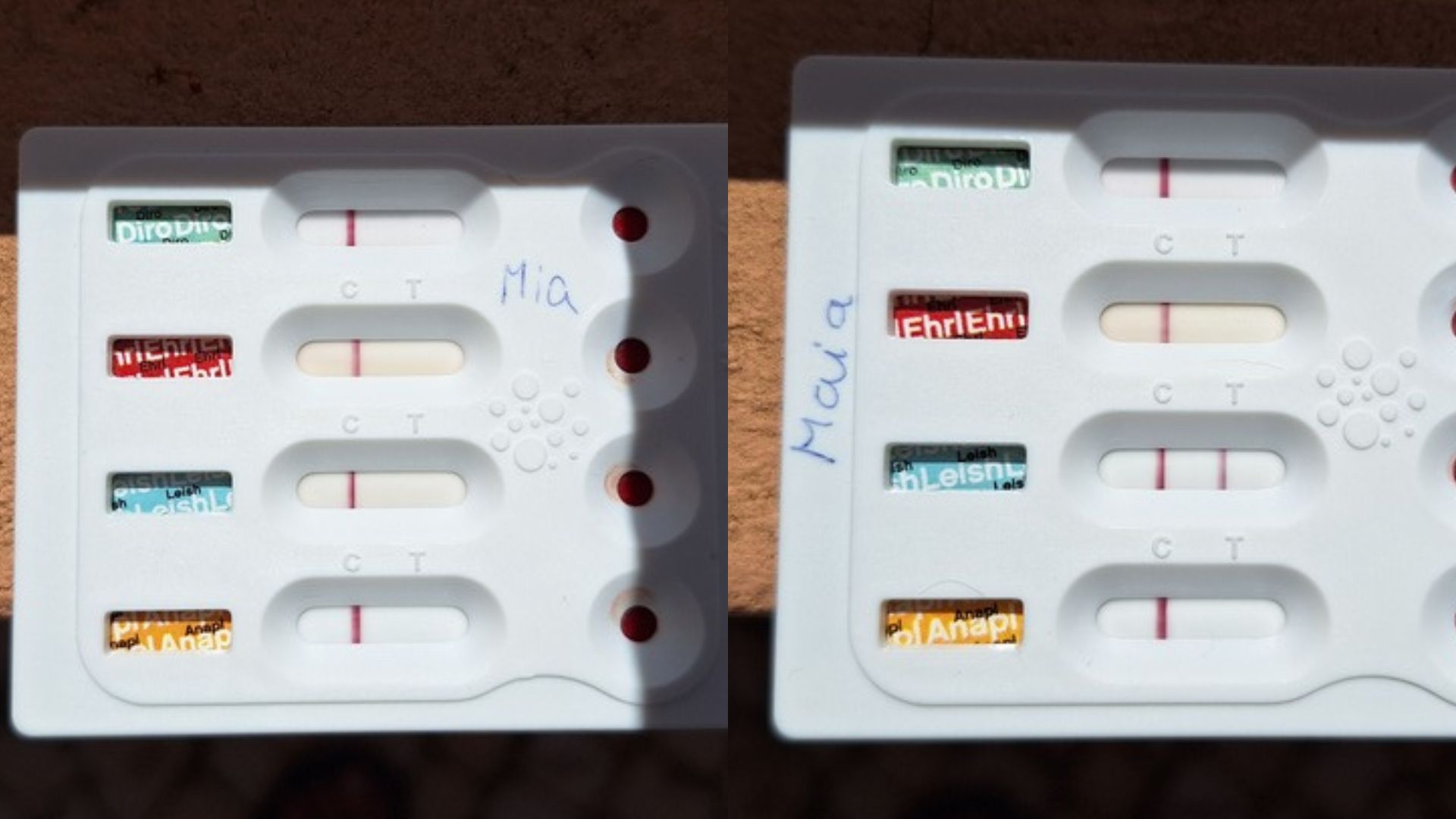 Vergleich der Schnelltestergebnisse von Mia und Maya – positiver Leishmaniose-Test bei Maya in Portugal.