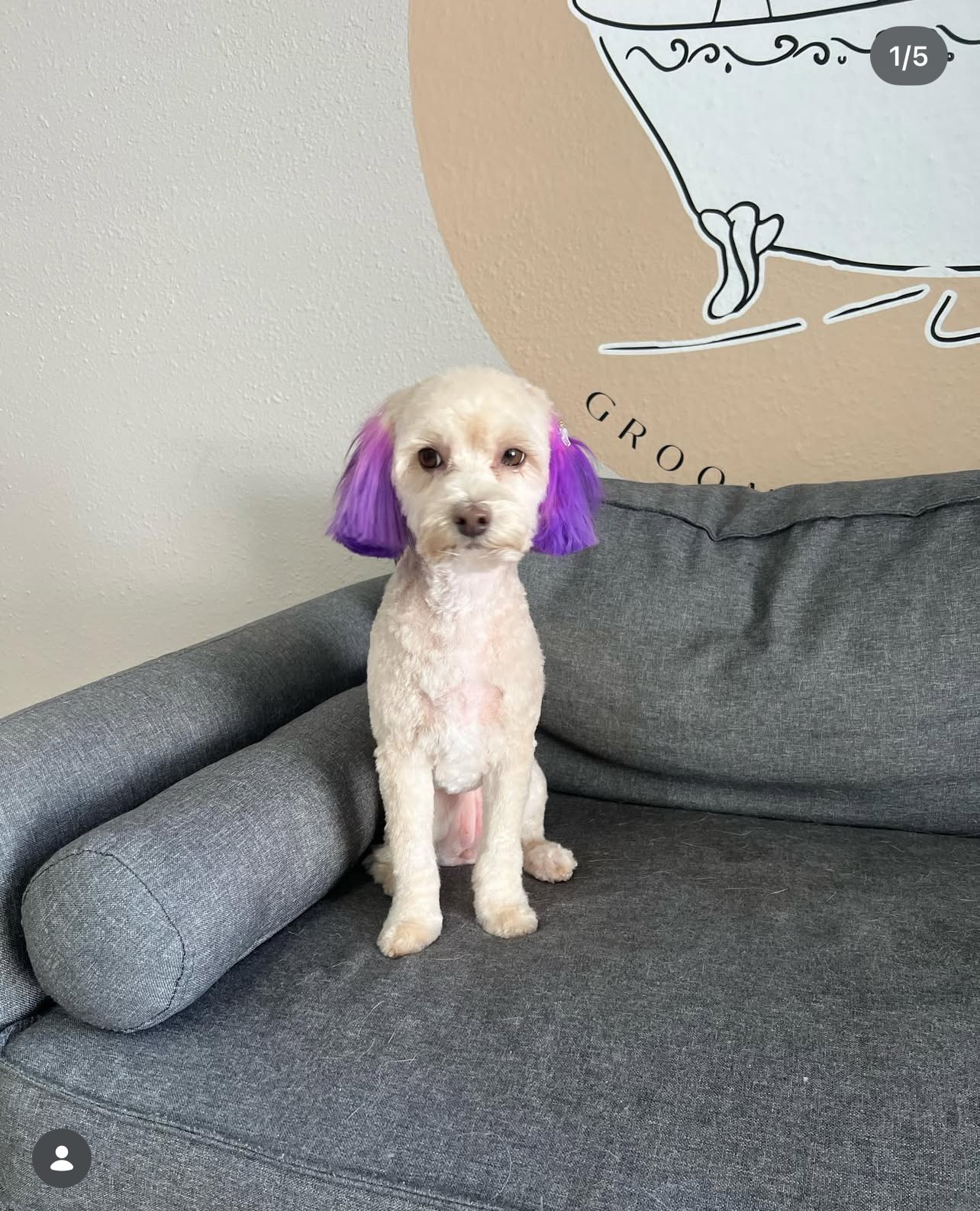 Flea Bath Laguna Niguel