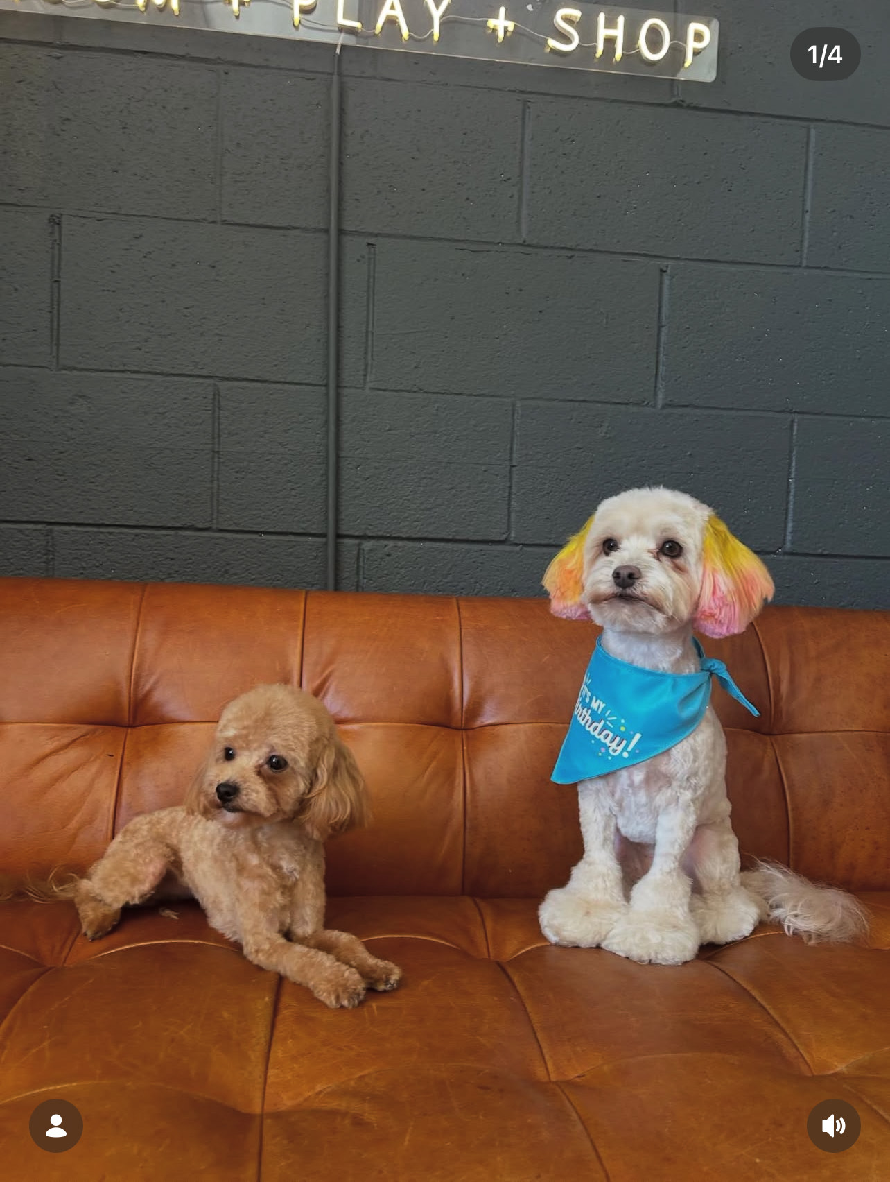 Nail Trim Laguna Niguel