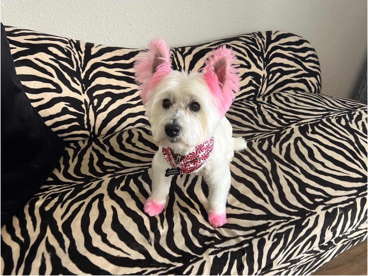 Bath and Brush Laguna Niguel