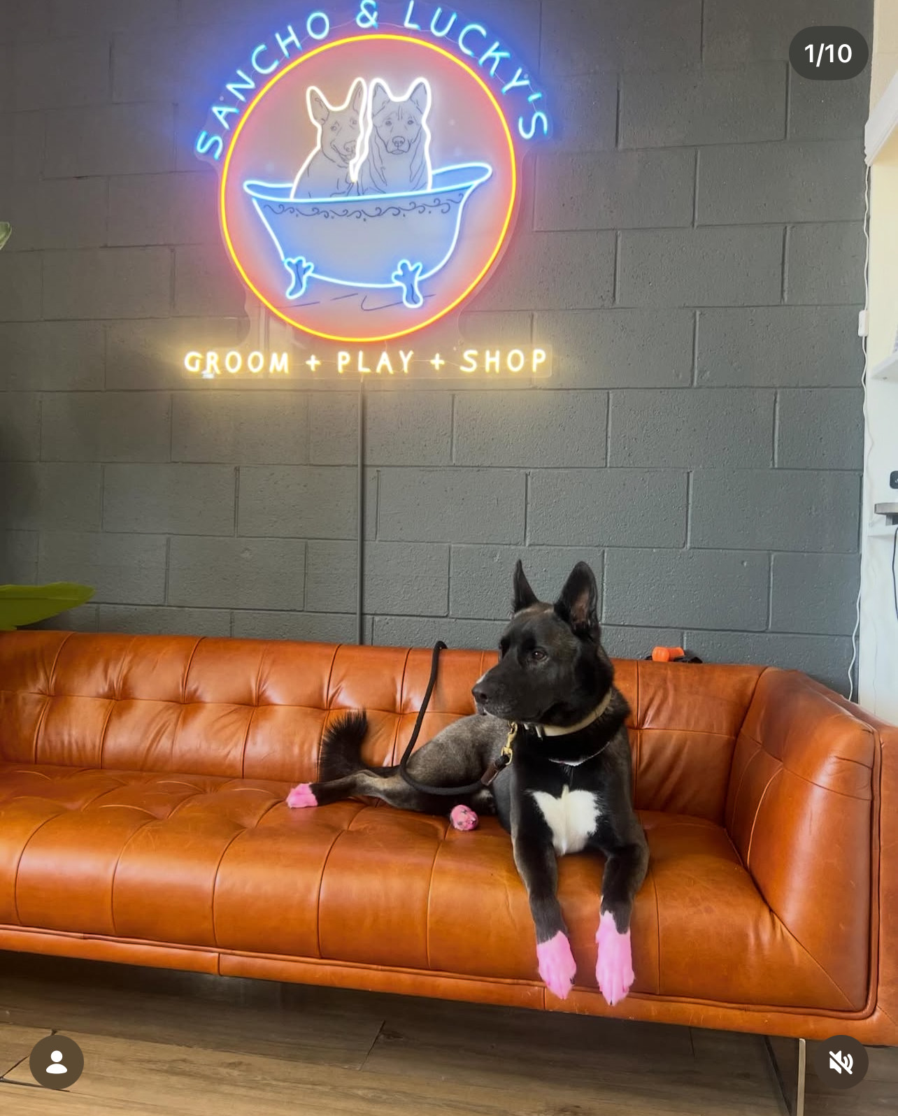 Full Groom Laguna Niguel