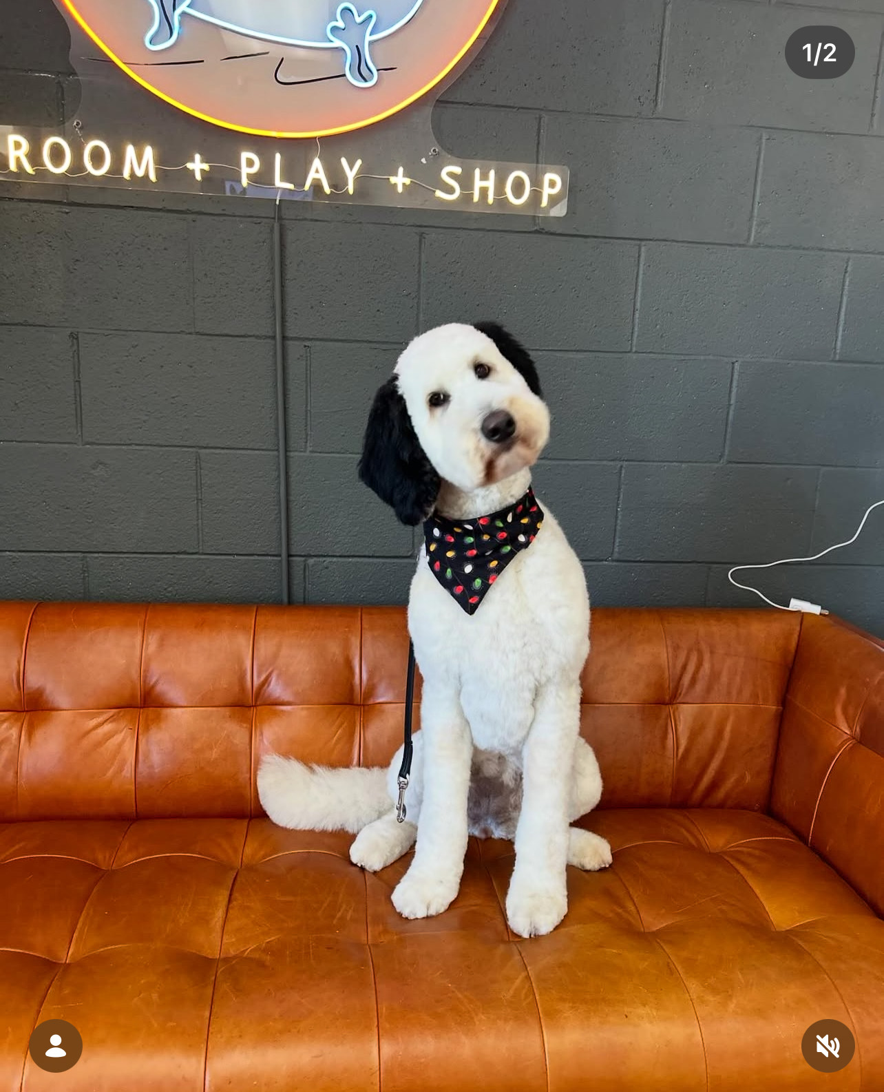 De-Shed Treatment Laguna Niguel