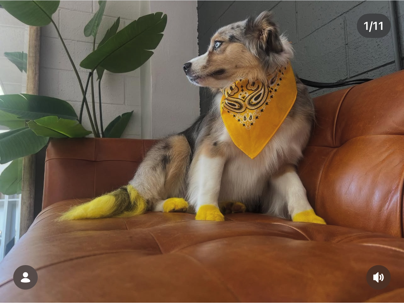 Bath and Brush Laguna Niguel