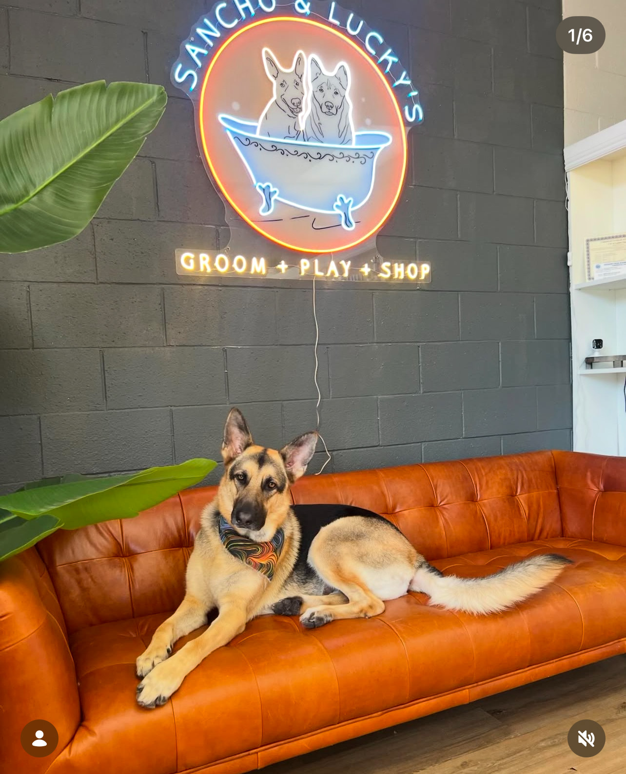 Bath and Brush Laguna Niguel