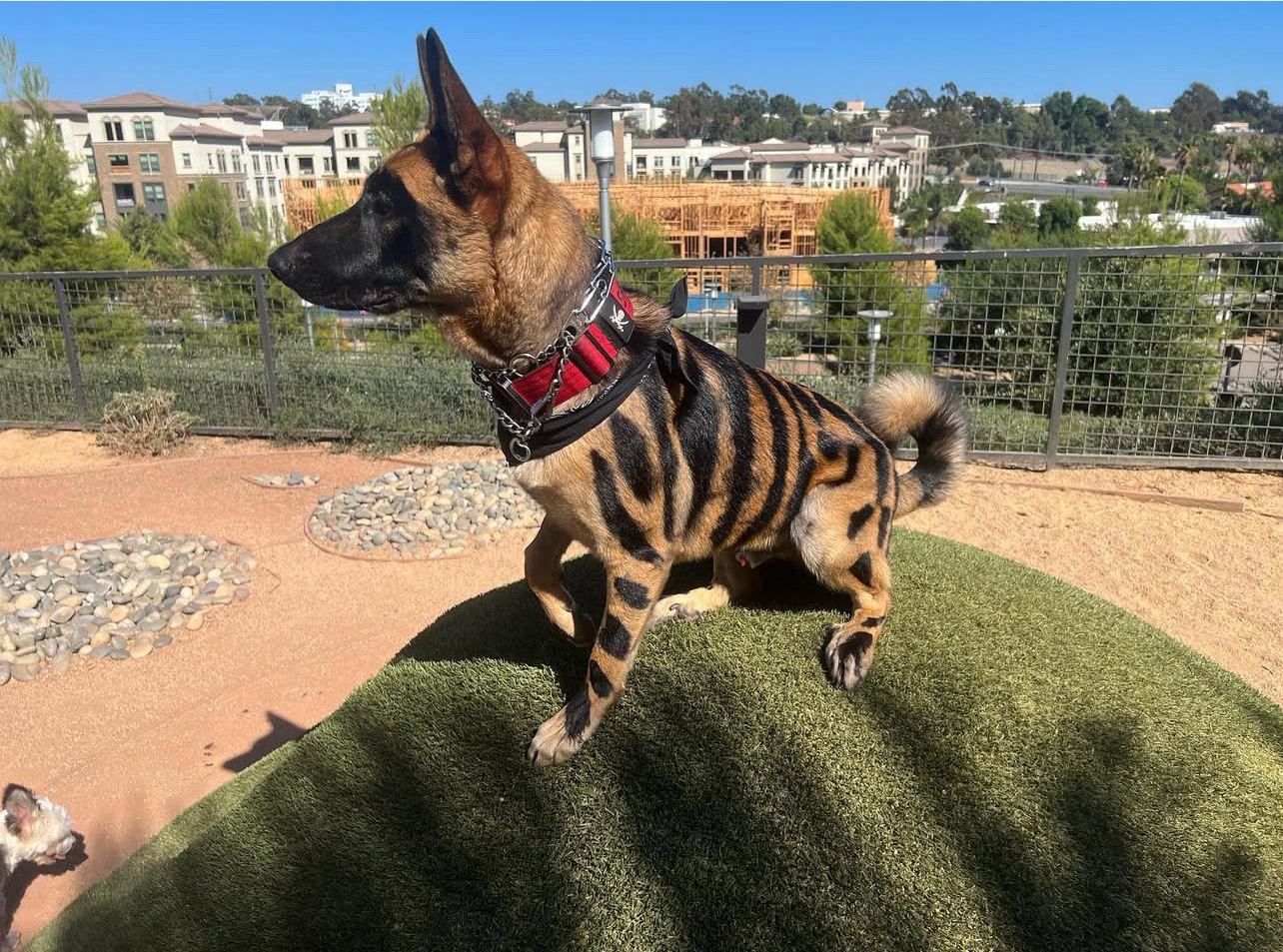 Hair Coloring in Laguna Niguel