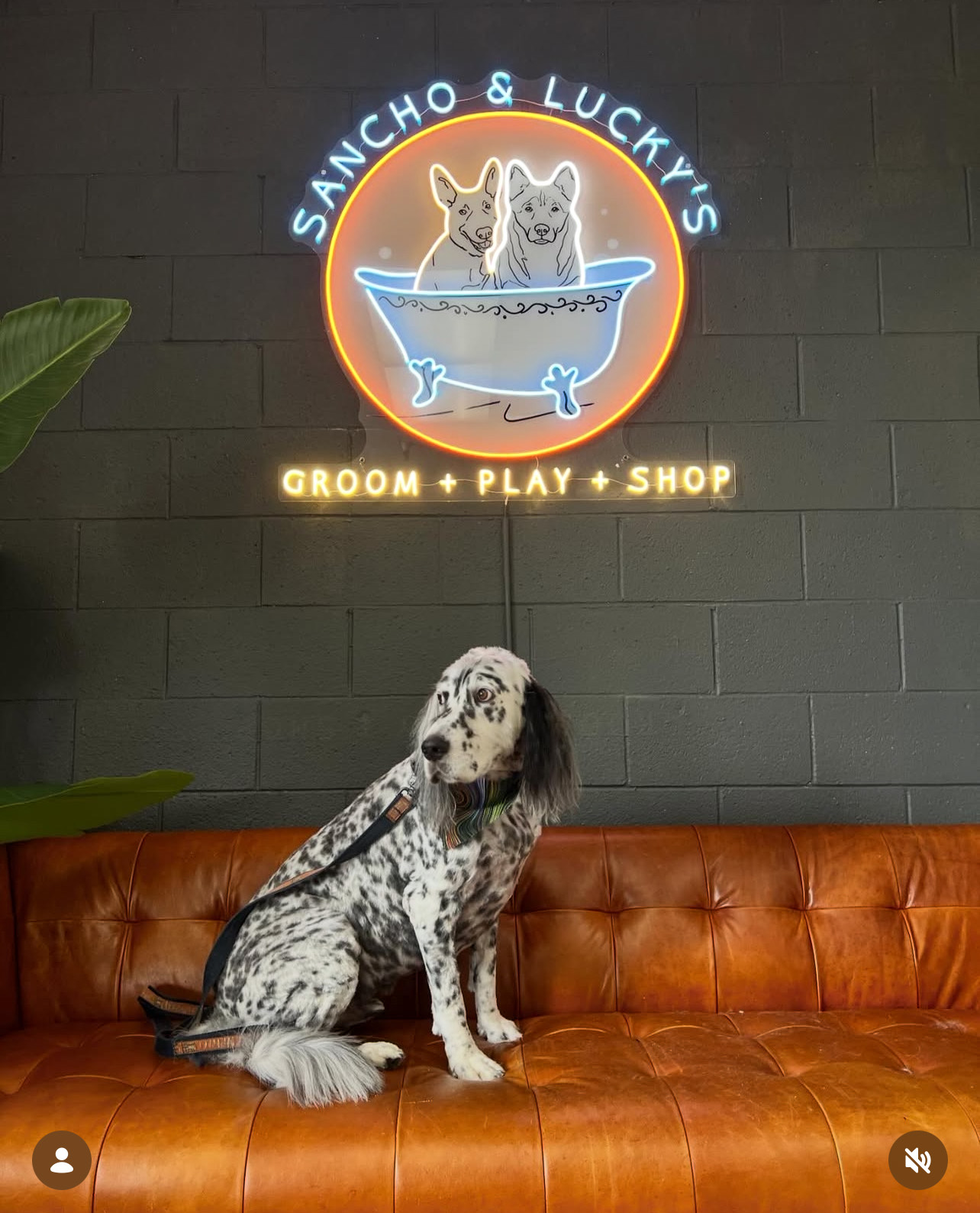 Hair Coloring Laguna Niguel